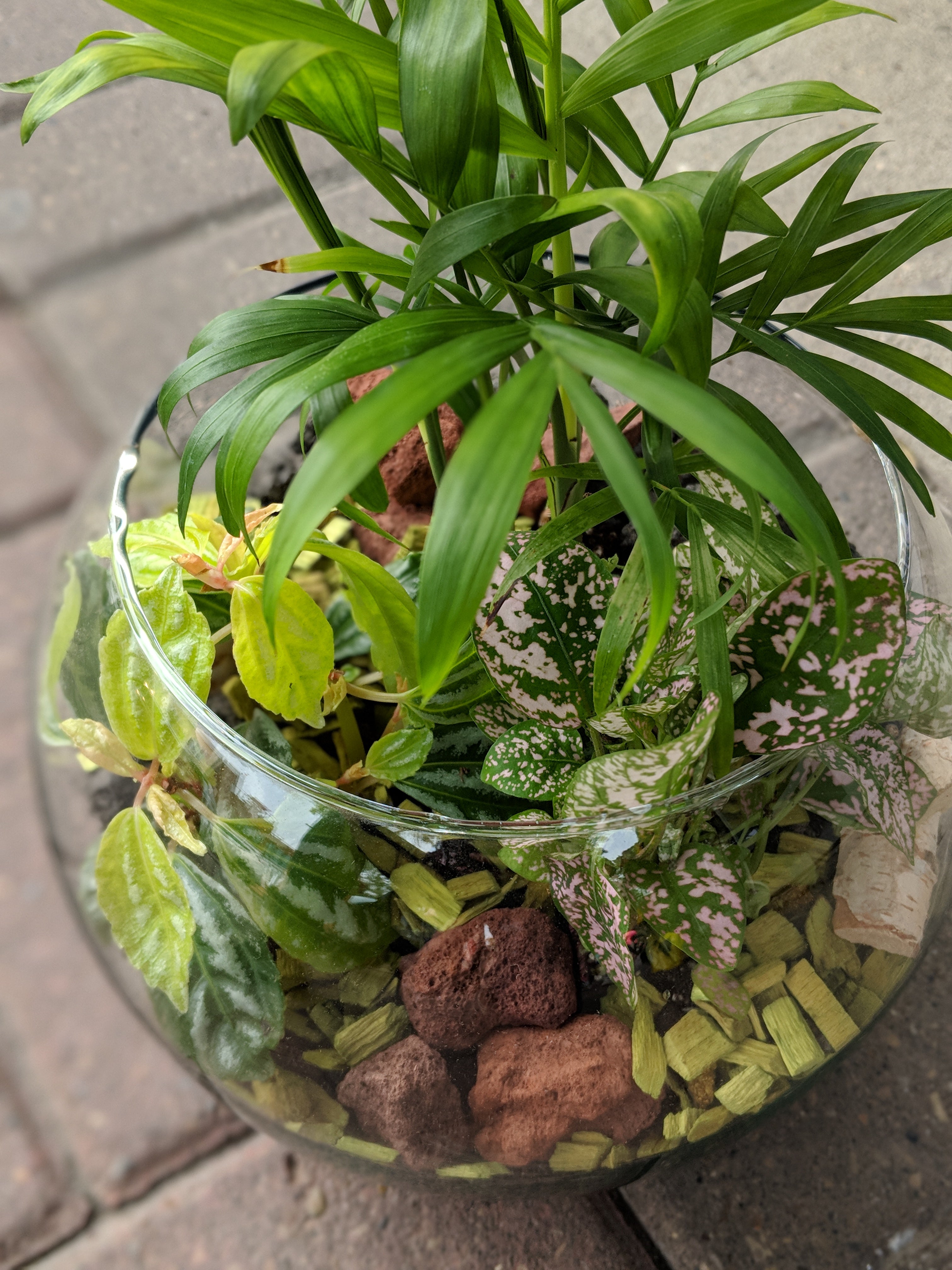 Tropical Plant Terrarium Workshop