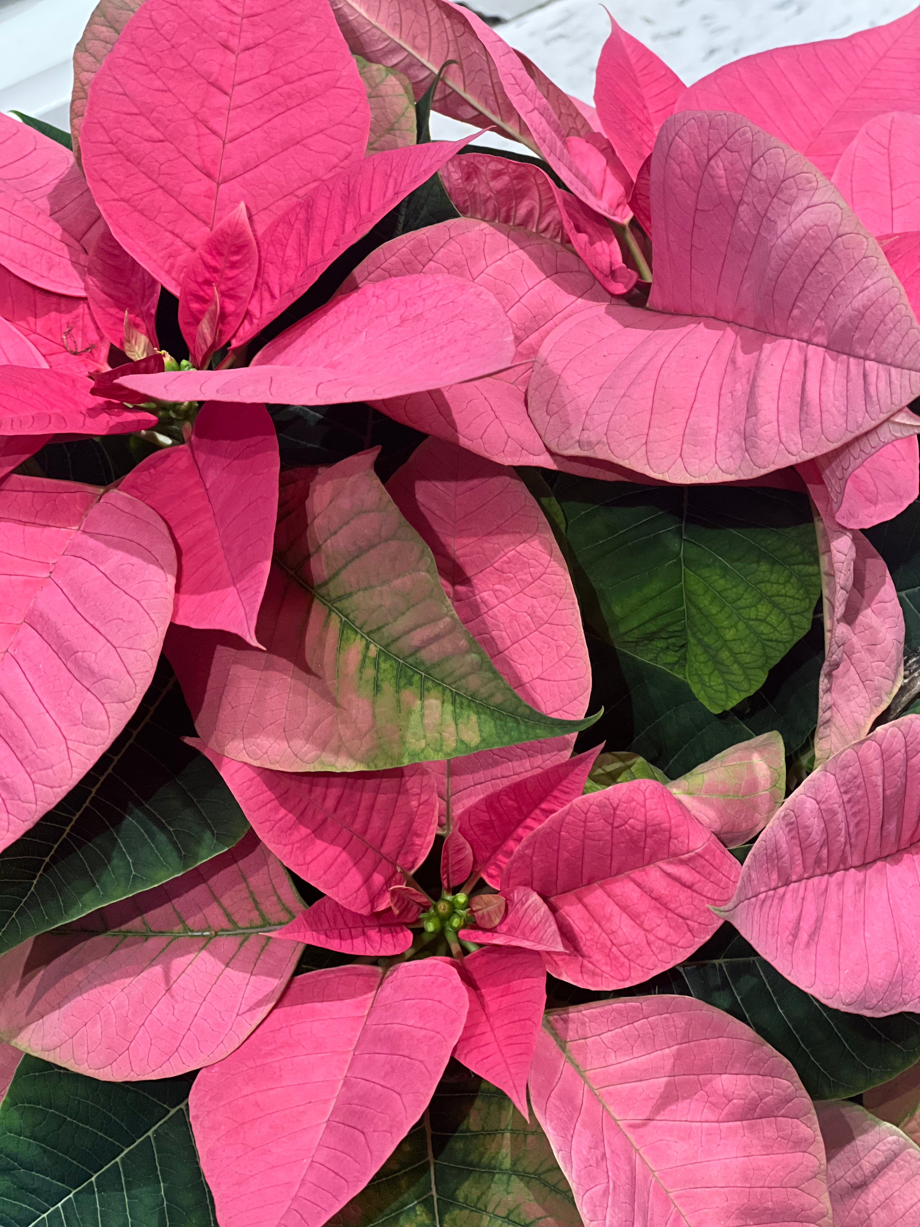 Festive Poinsettia Planter
