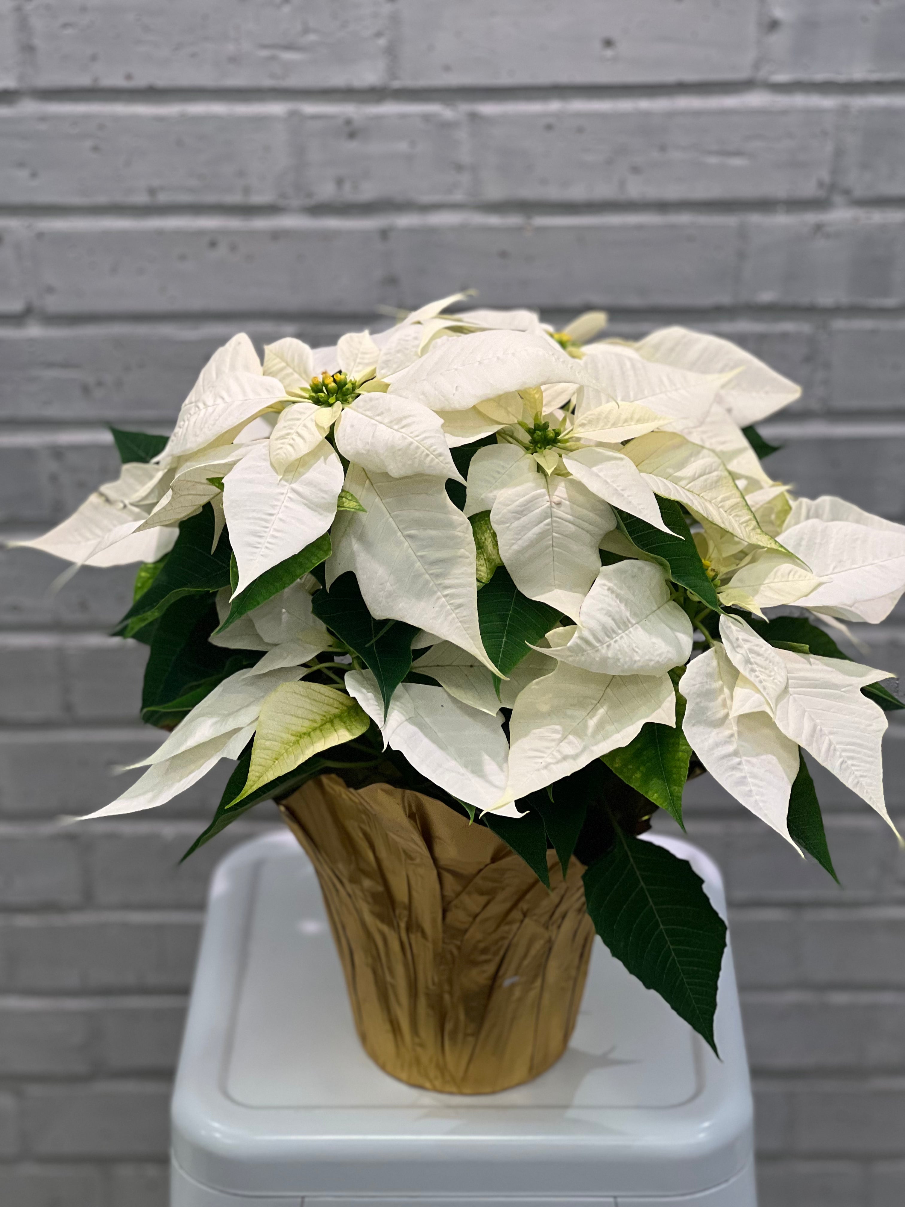 Festive Poinsettia Planter