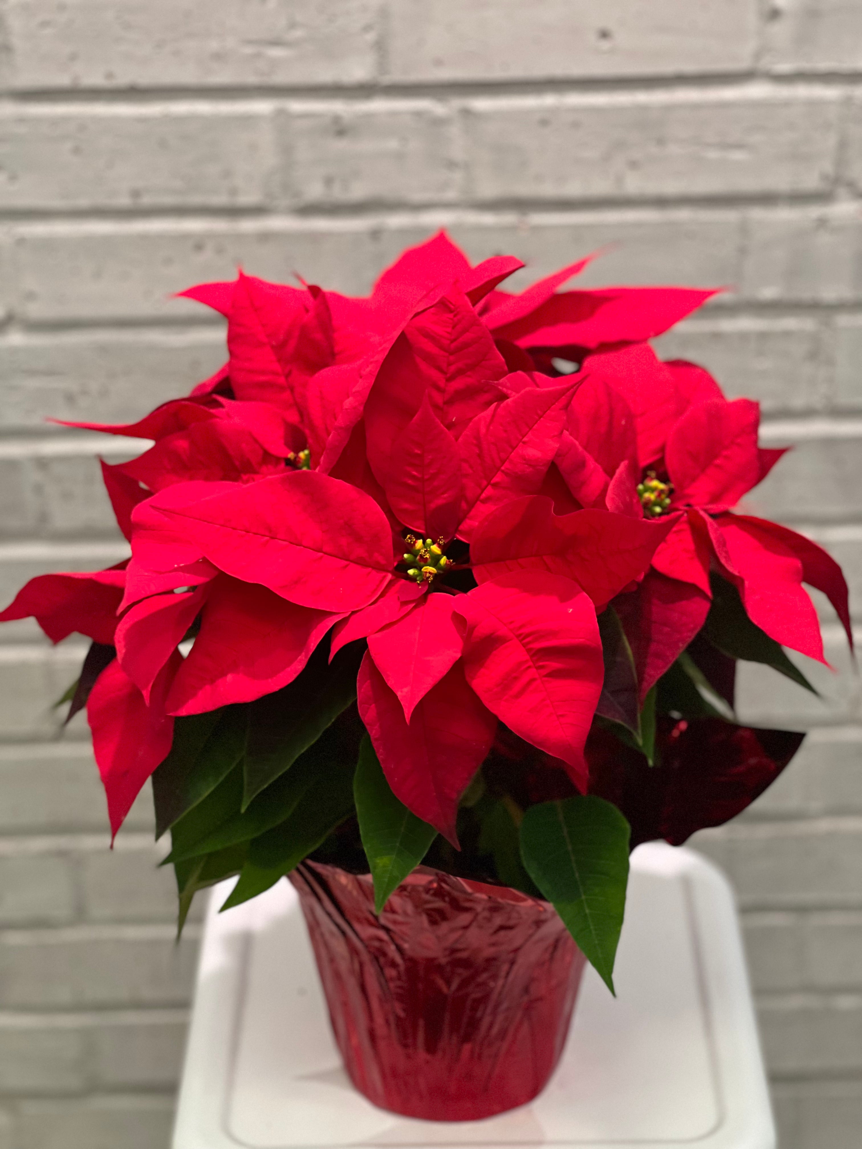 Festive Poinsettia Planter