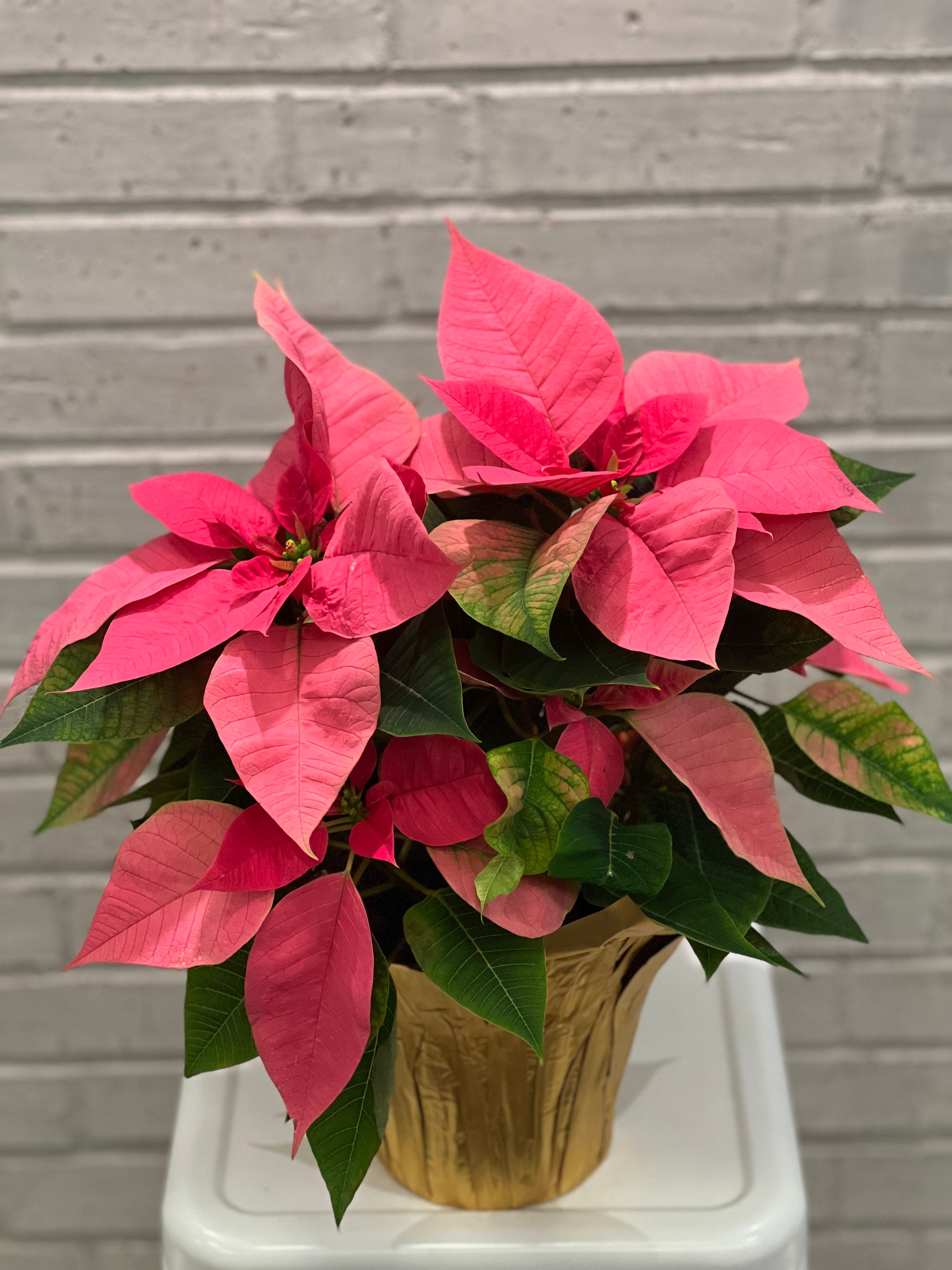 Festive Poinsettia Planter