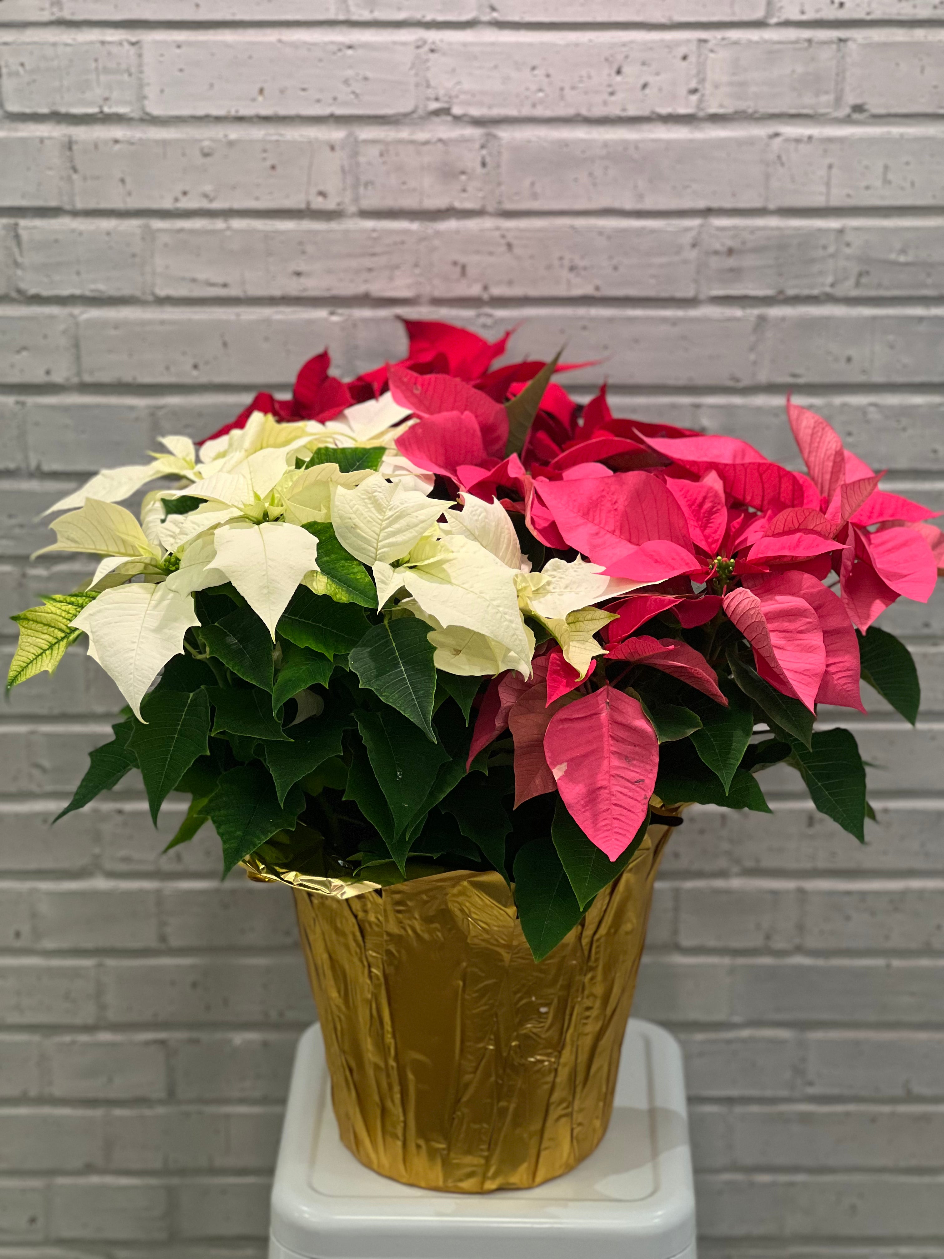 Festive Poinsettia Planter