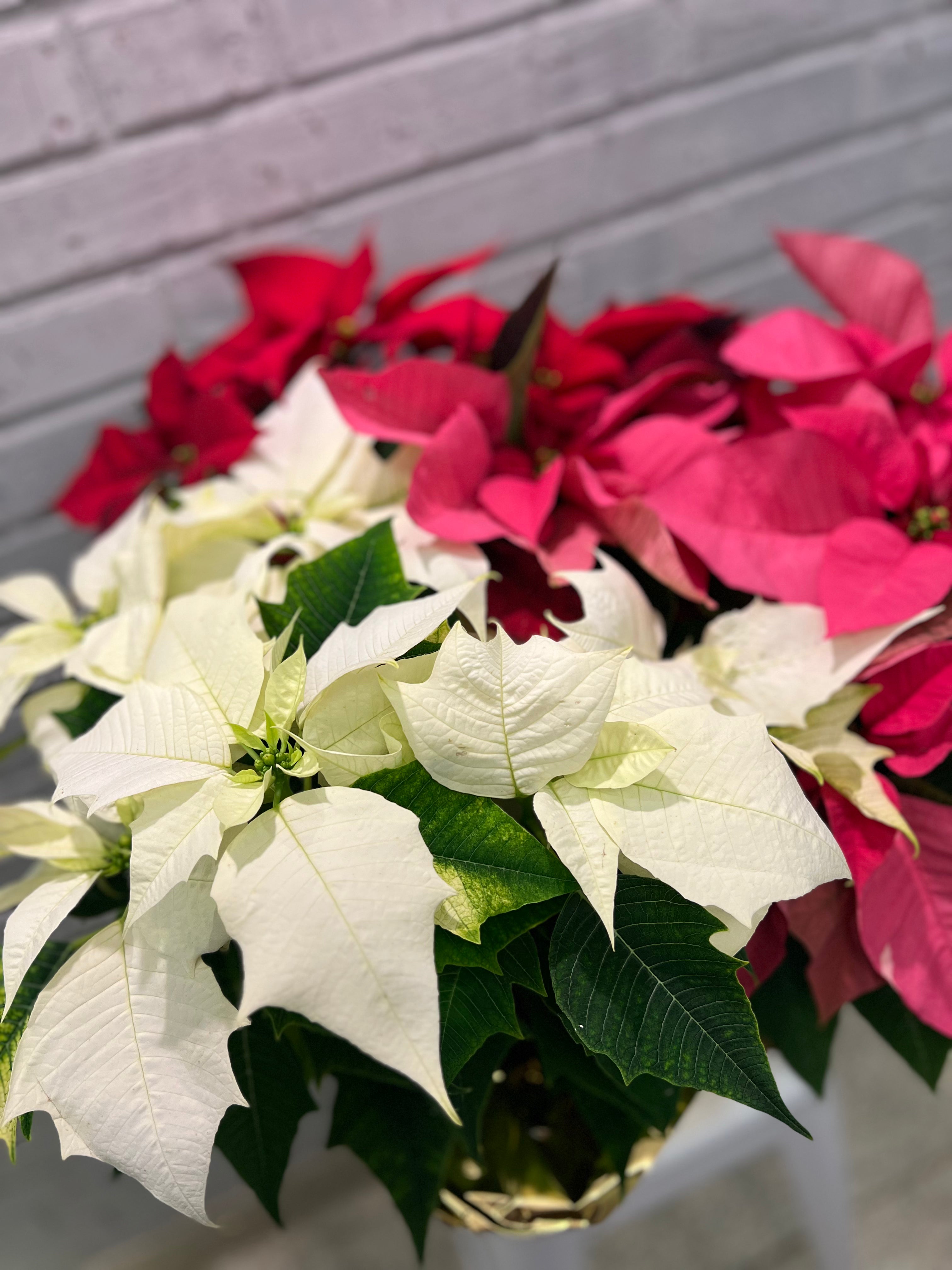 Festive Poinsettia Planter
