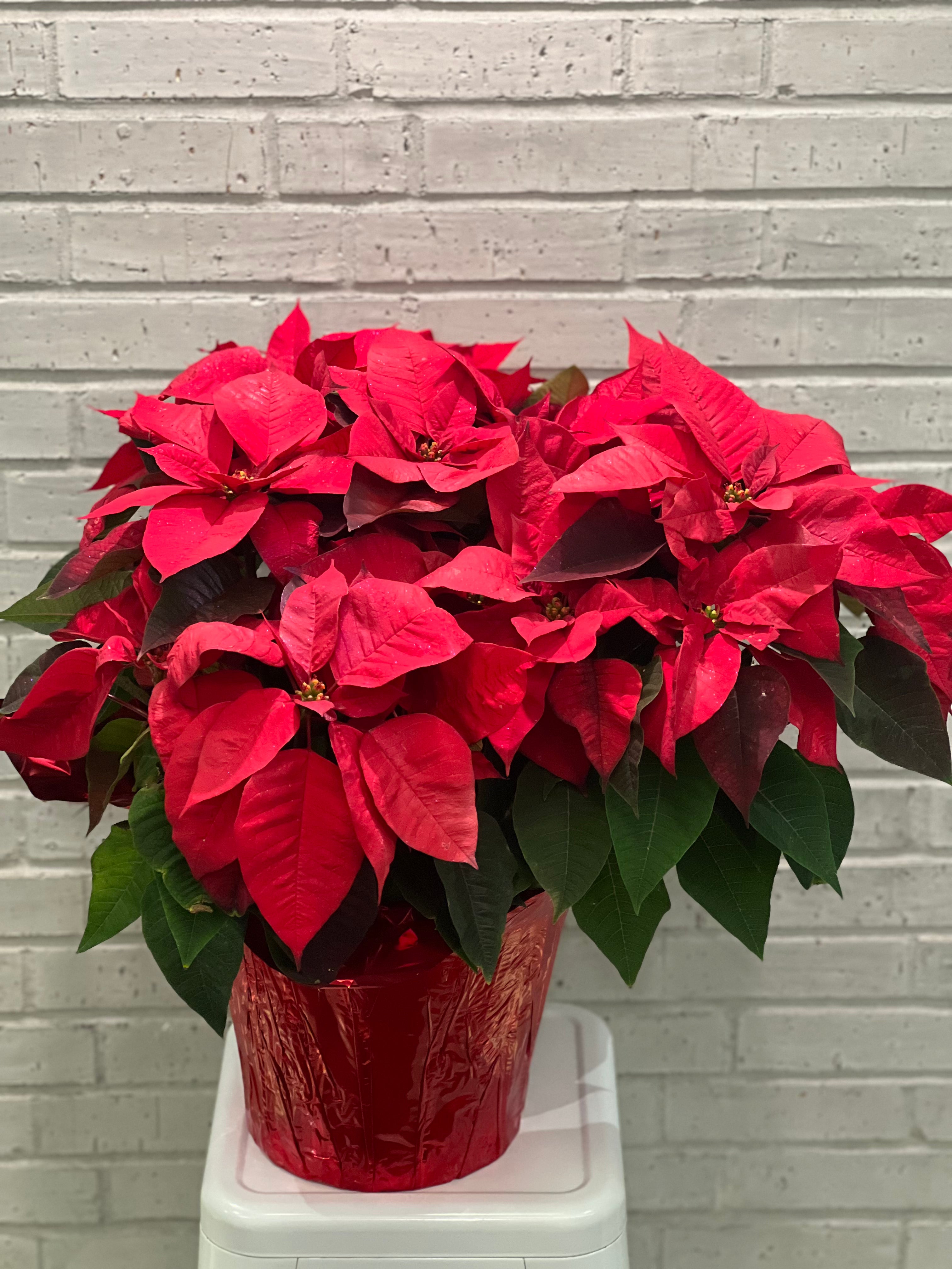 Festive Poinsettia Planter
