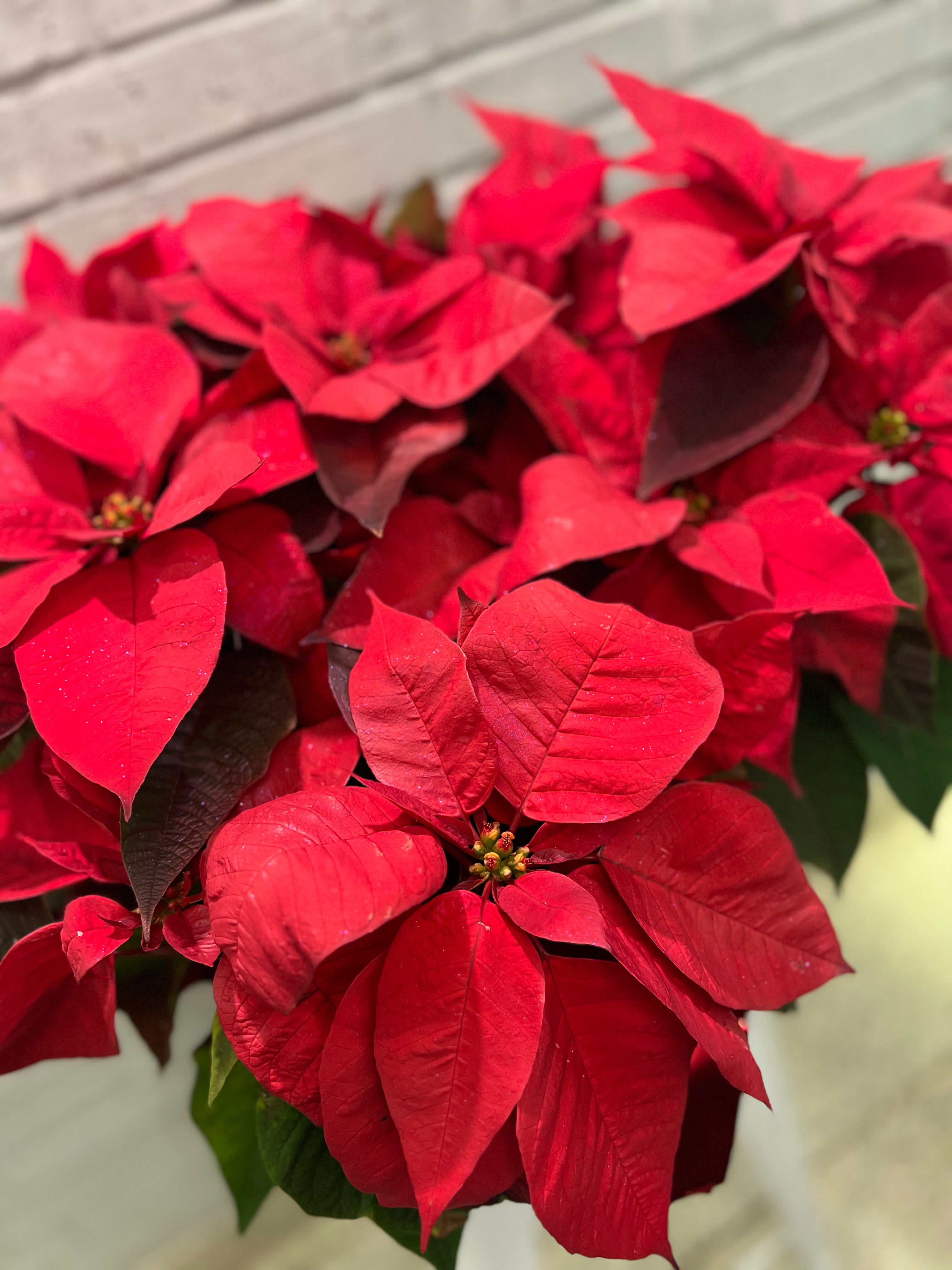 Festive Poinsettia Planter