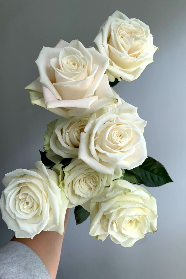 A Dozen Classic Roses Arranged in a Vase