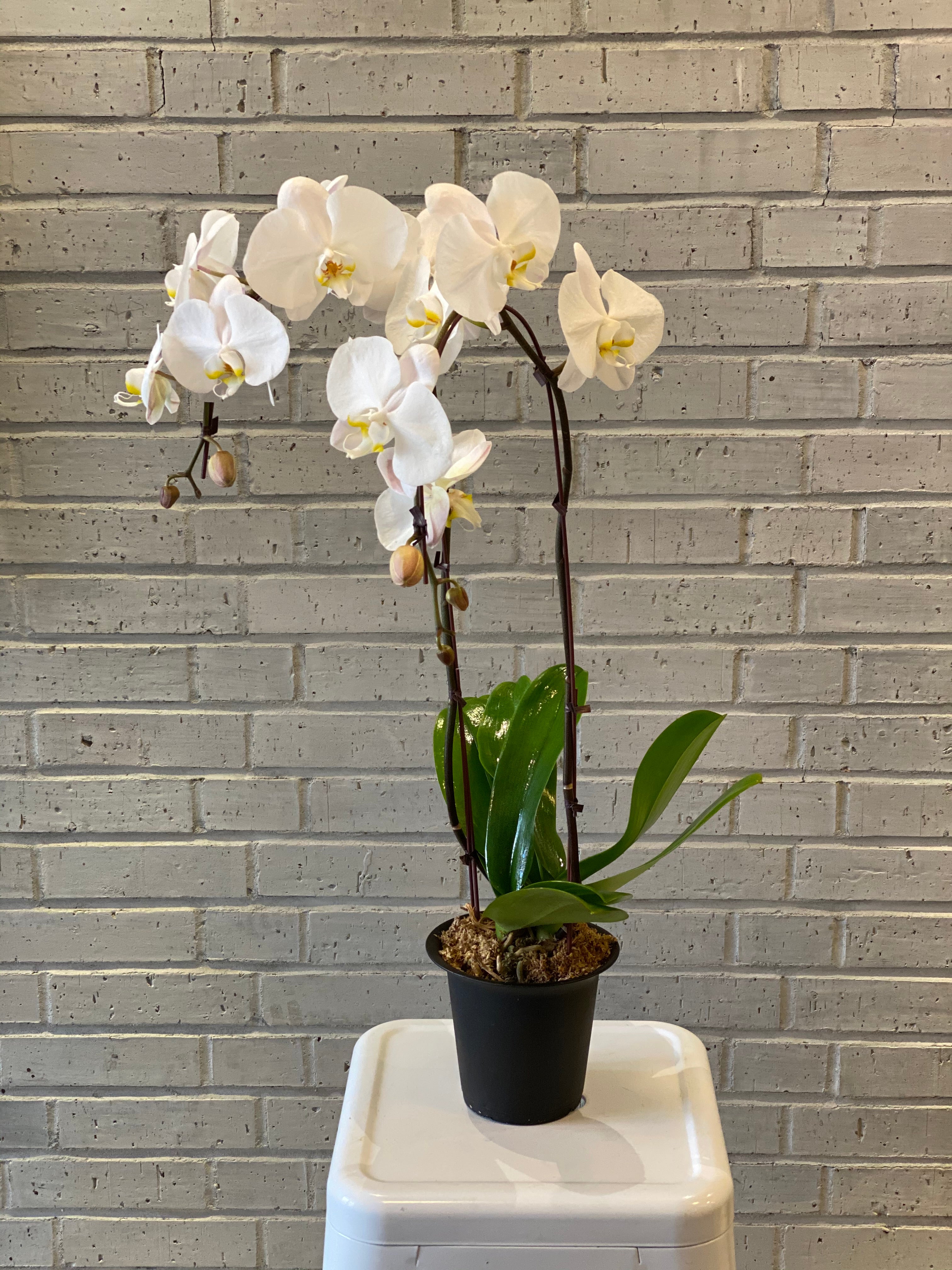 Classic Phal Orchid Plant in Growers Pot