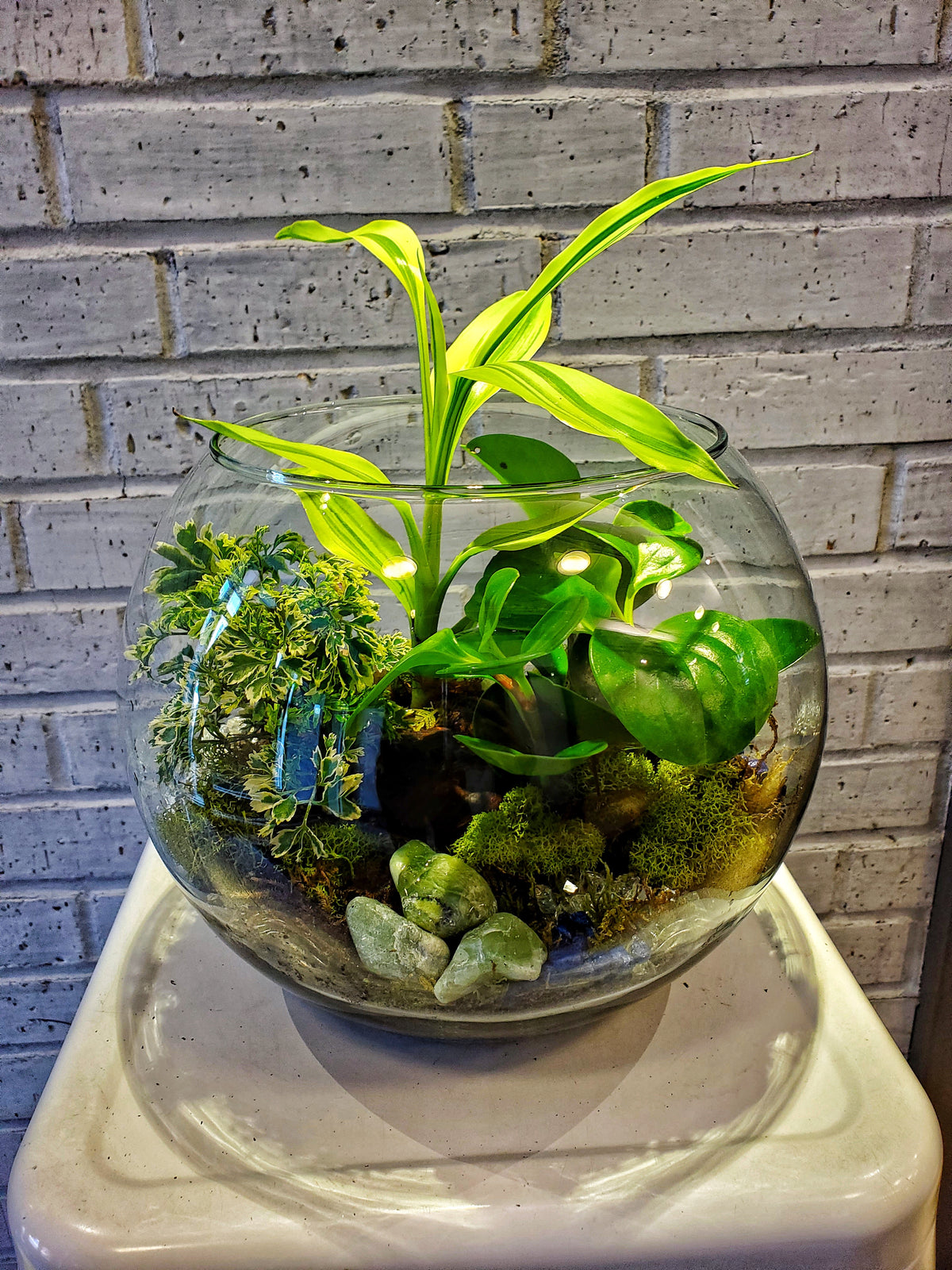 plantes tropicales terrarium Laurel's Tropical Terrarium