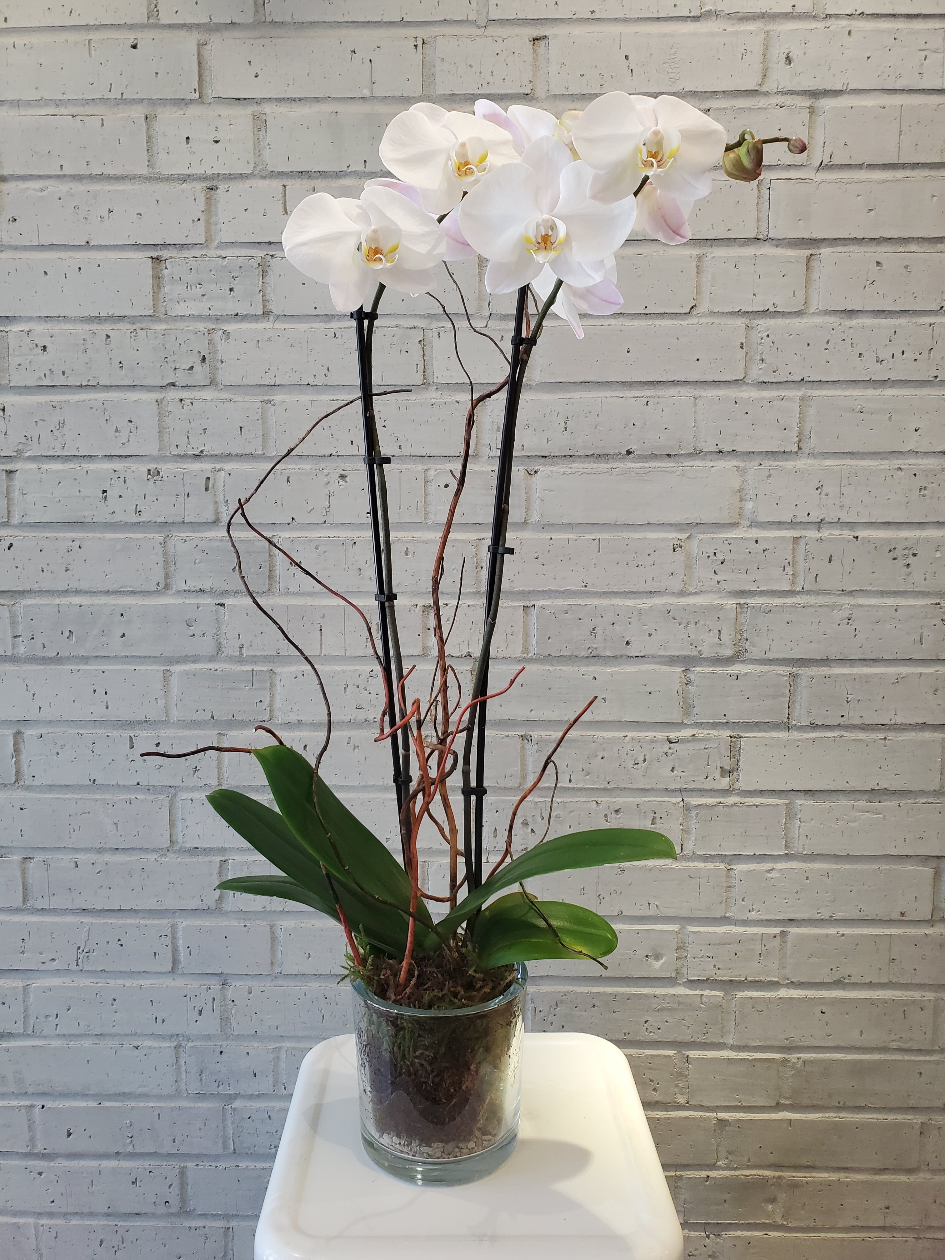 Phalaenopsis Orchid Plant in Glass Vase