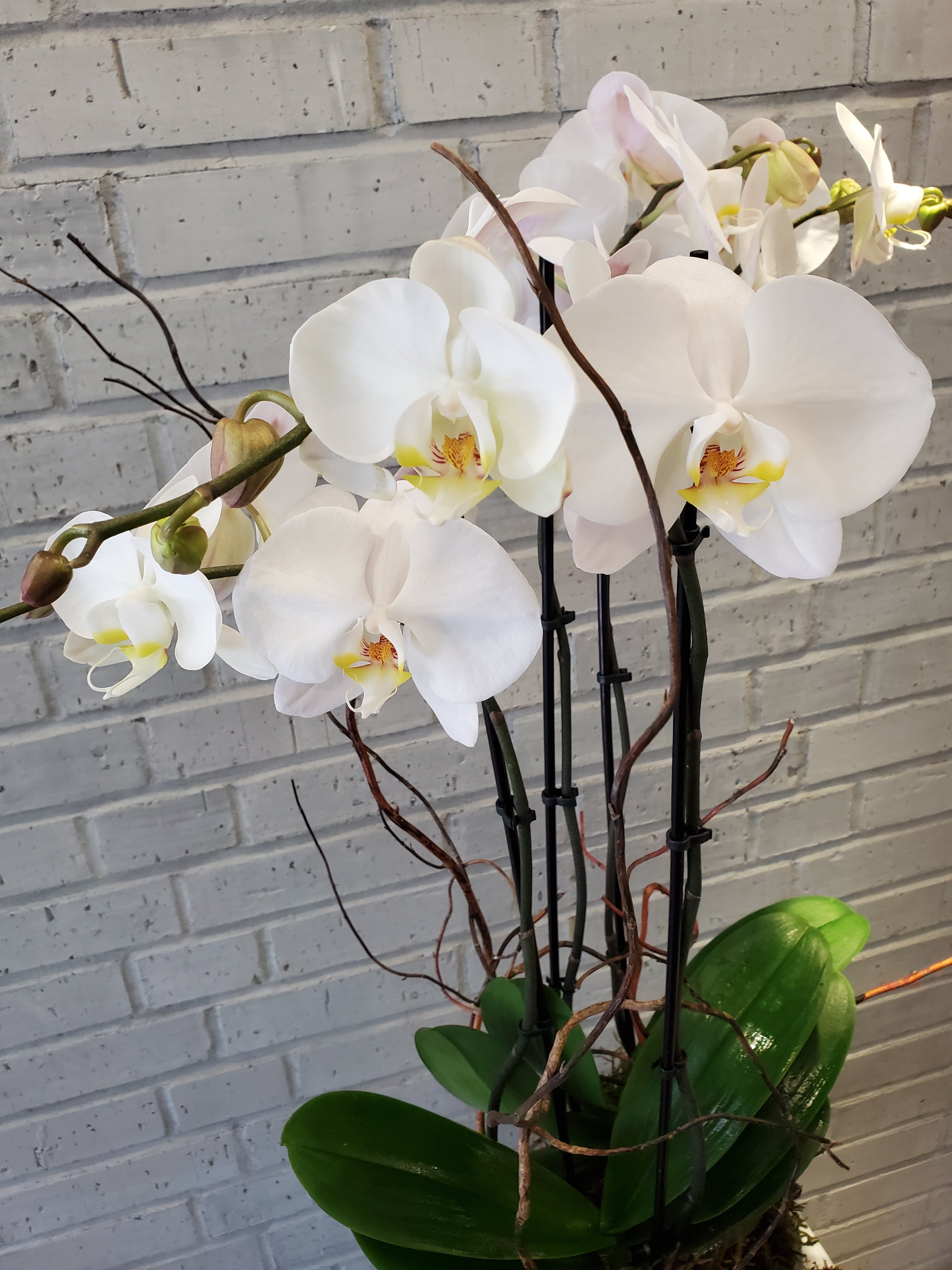 Phalaenopsis Orchid Plant in Glass Vase