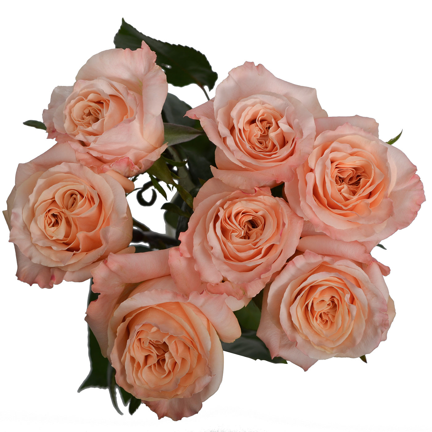 A Dozen Classic Roses Arranged in a Vase