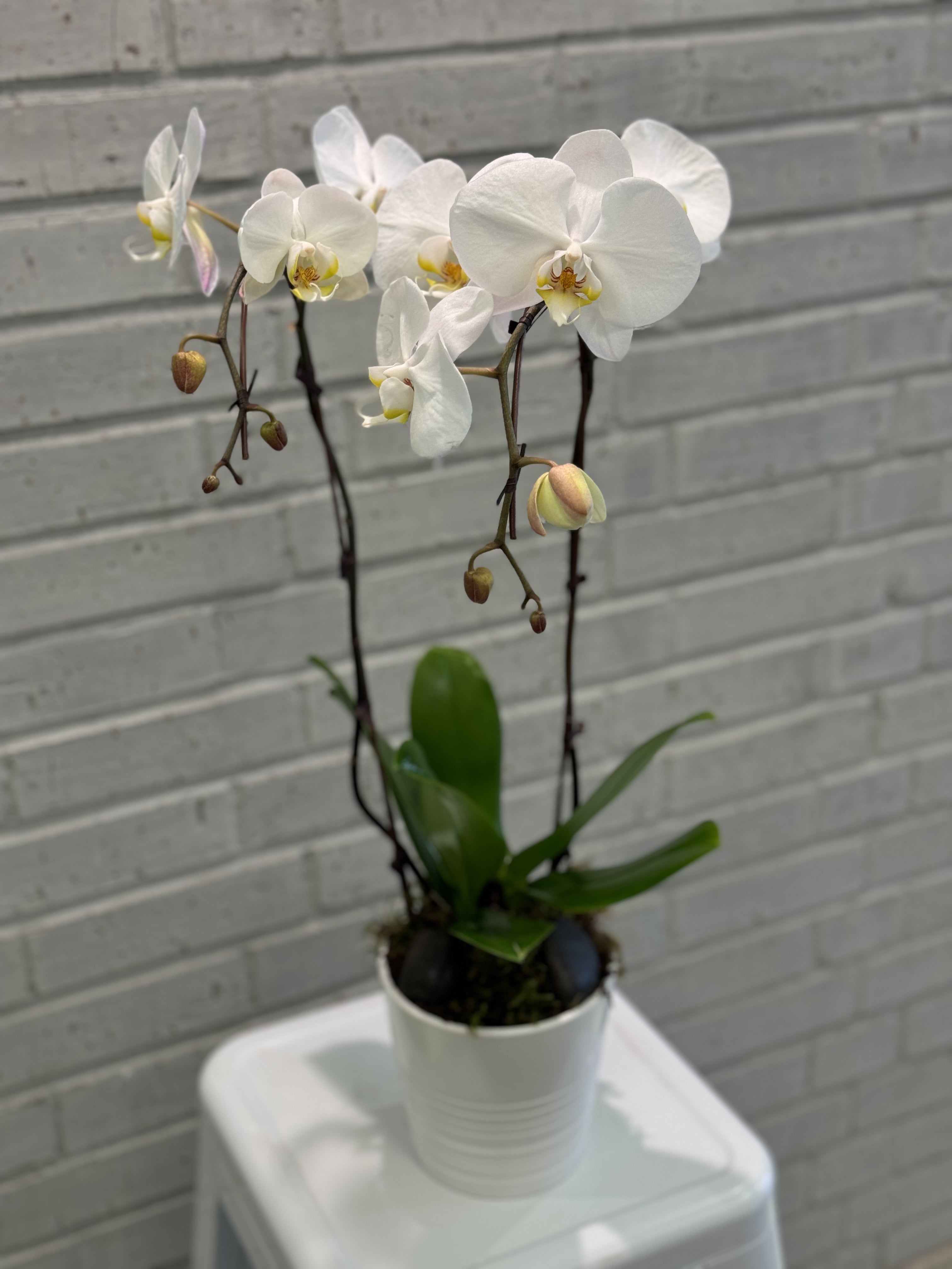 Classic Phal Orchid Plant in Ceramic Pot