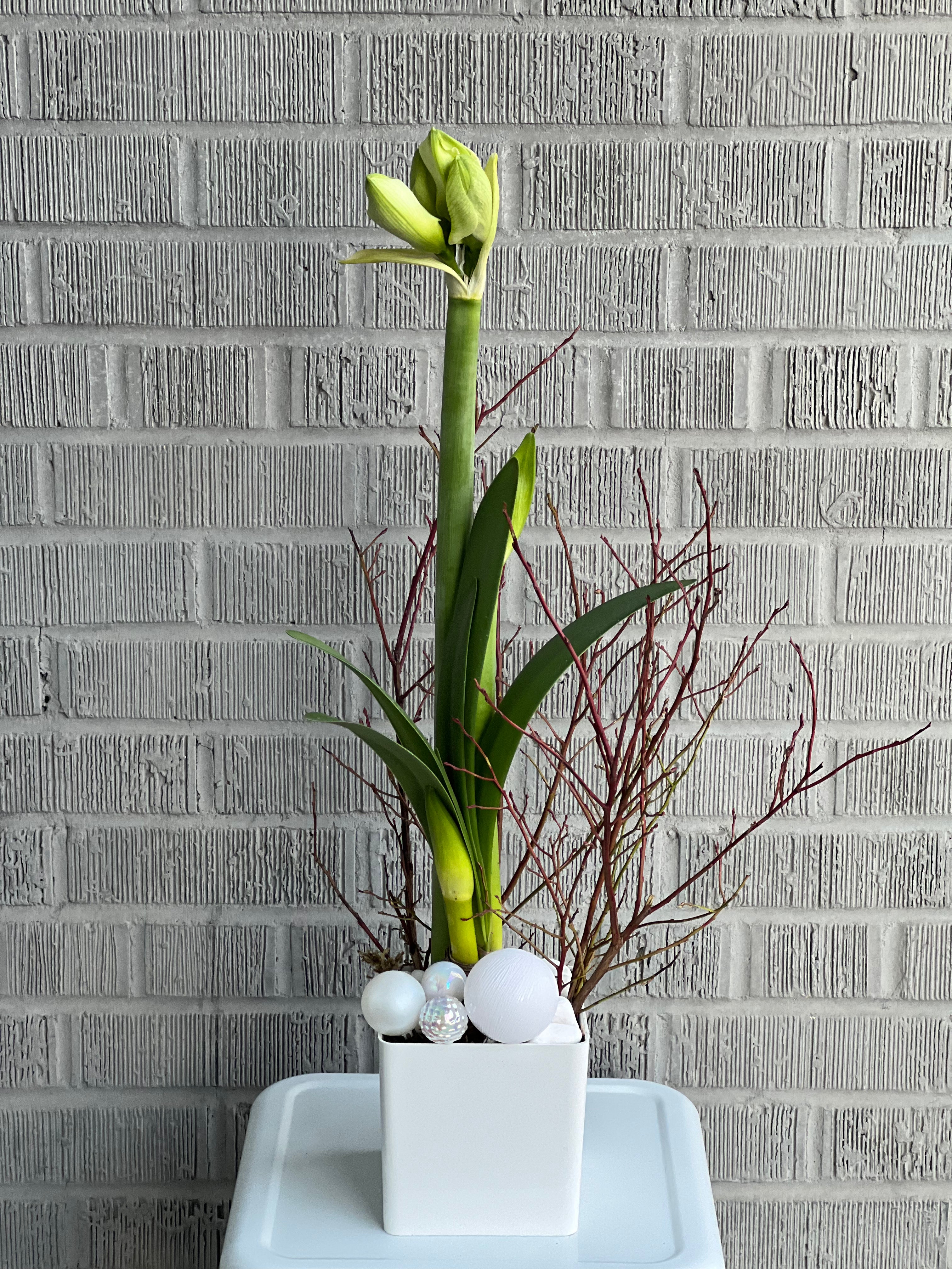 Festive Amaryllis Planter