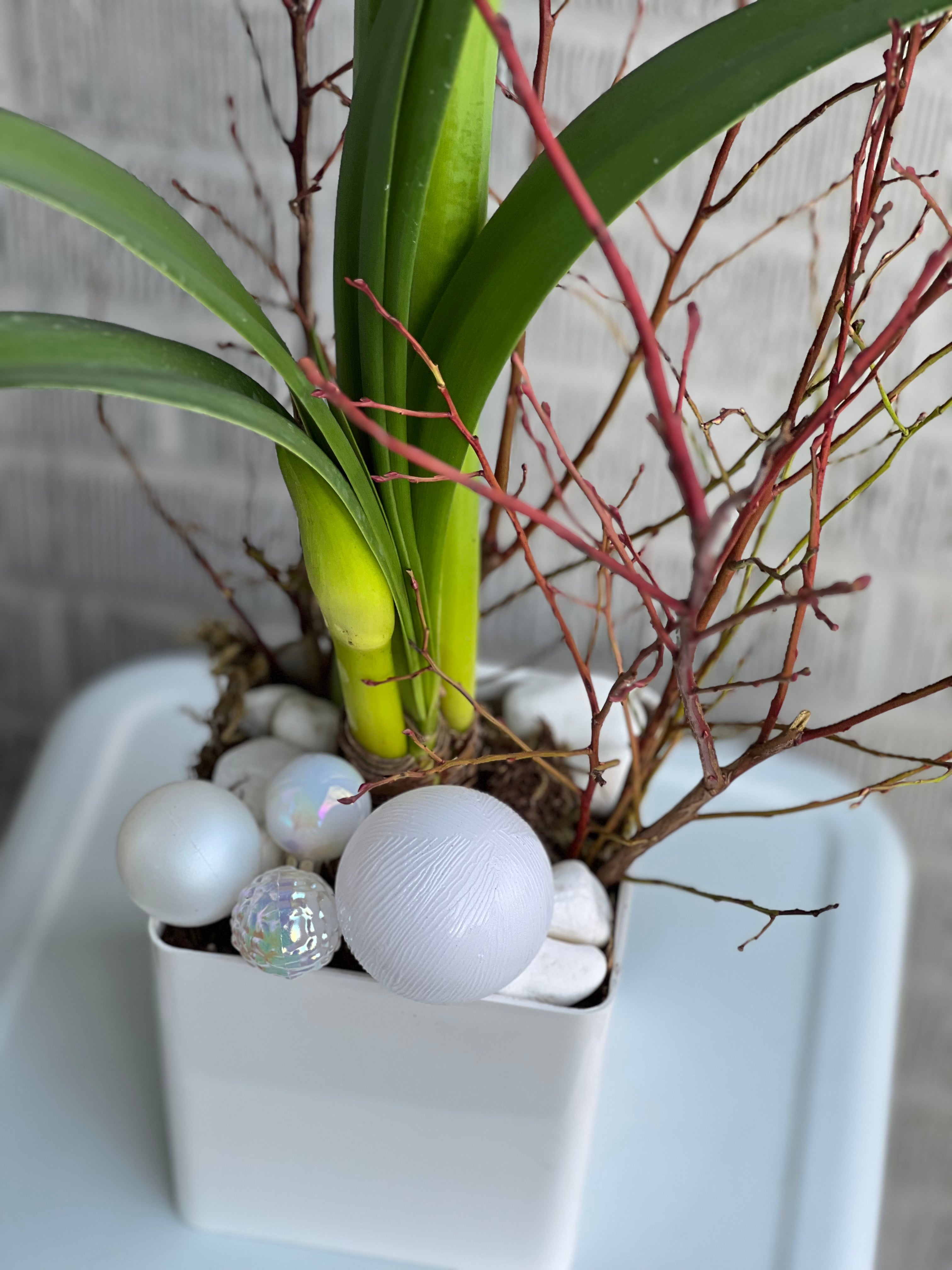 Festive Amaryllis Planter
