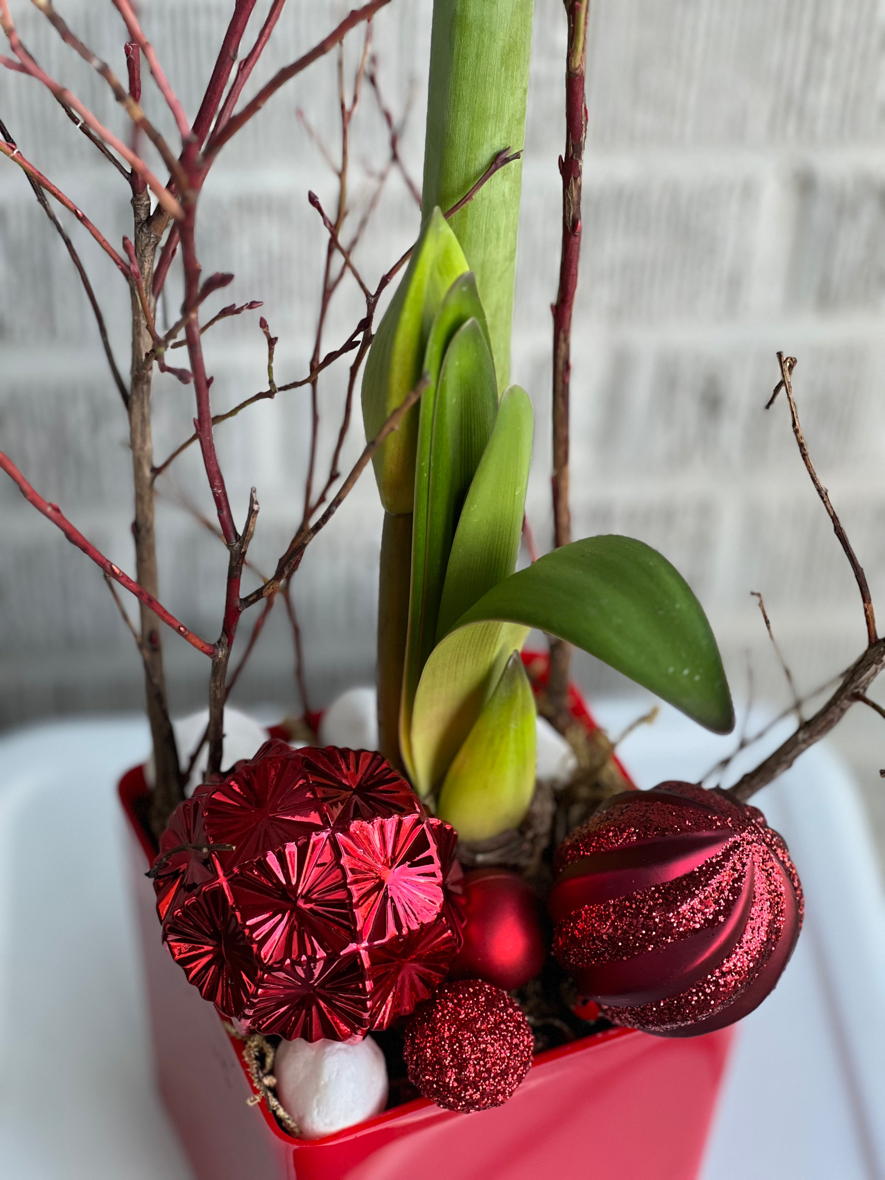 Festive Amaryllis Planter