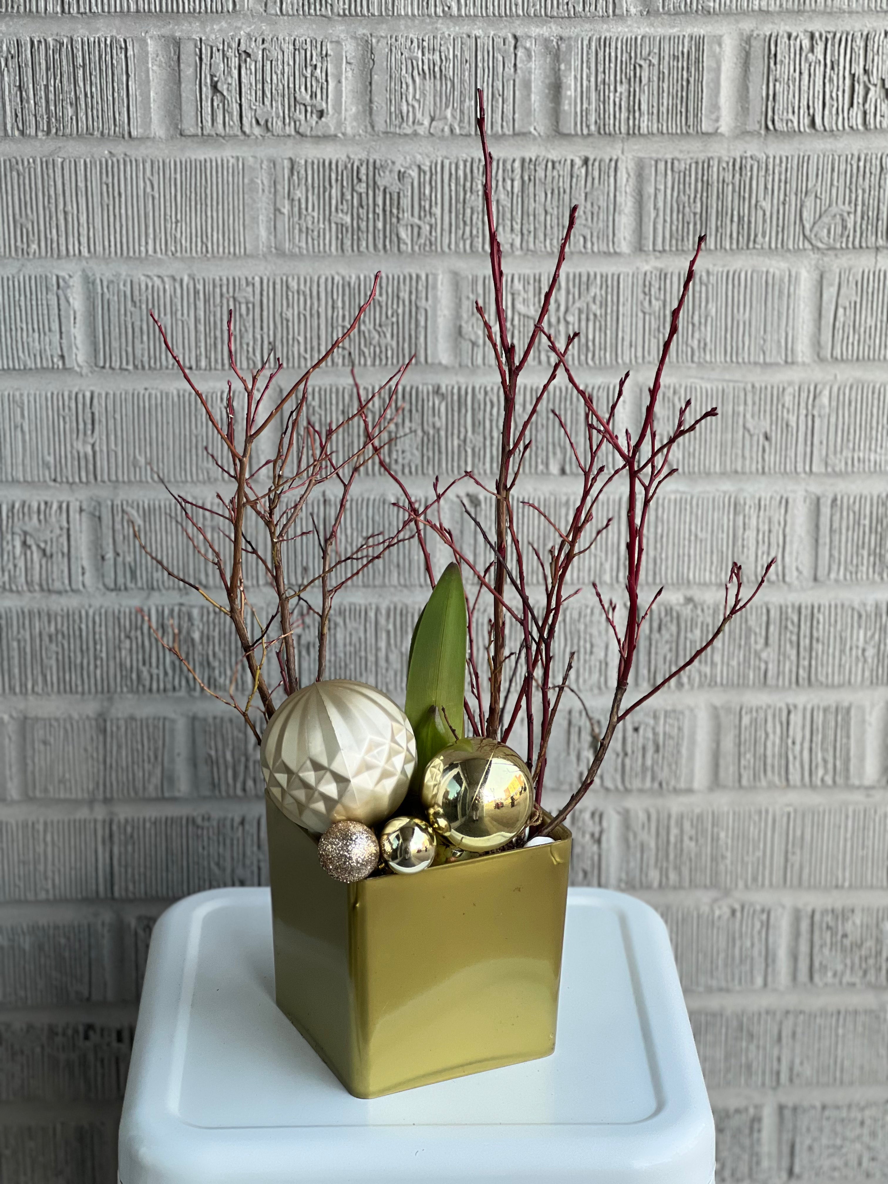 Festive Amaryllis Planter