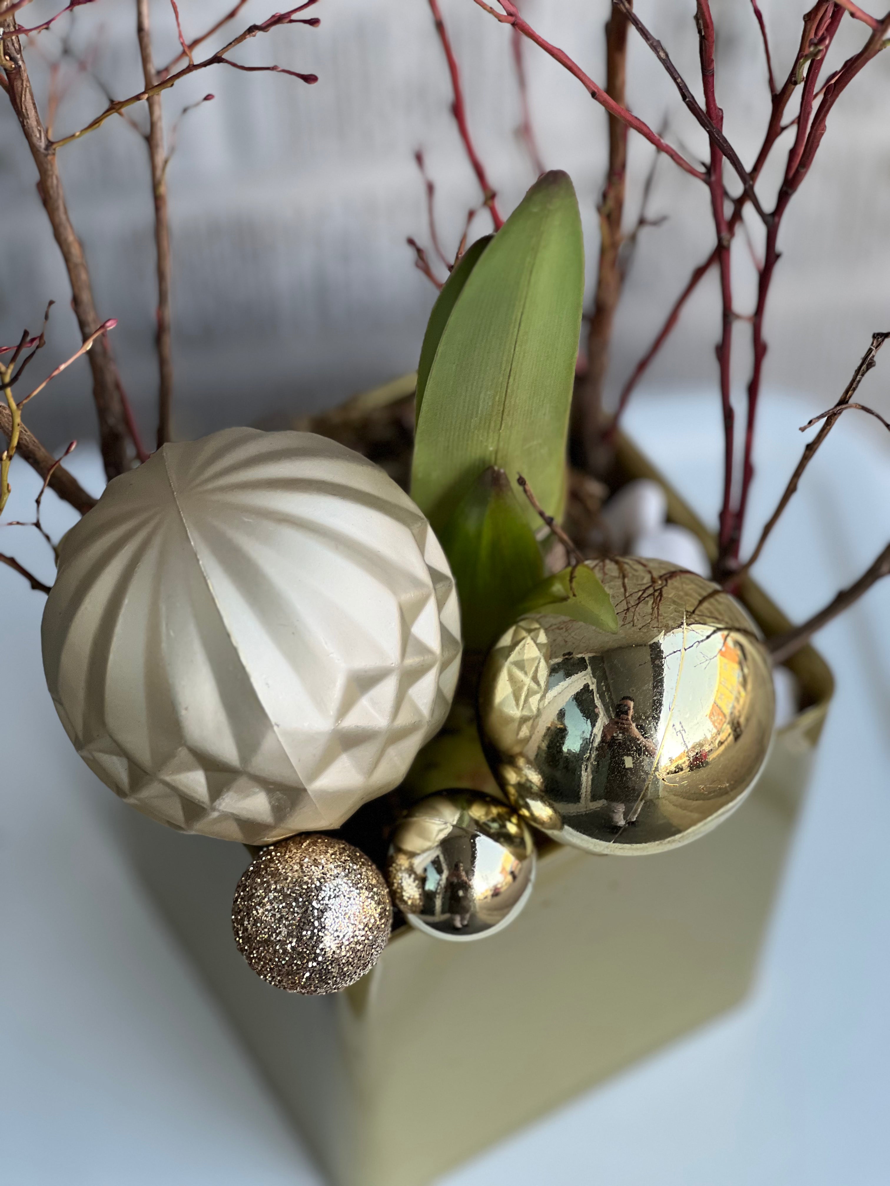 Festive Amaryllis Planter