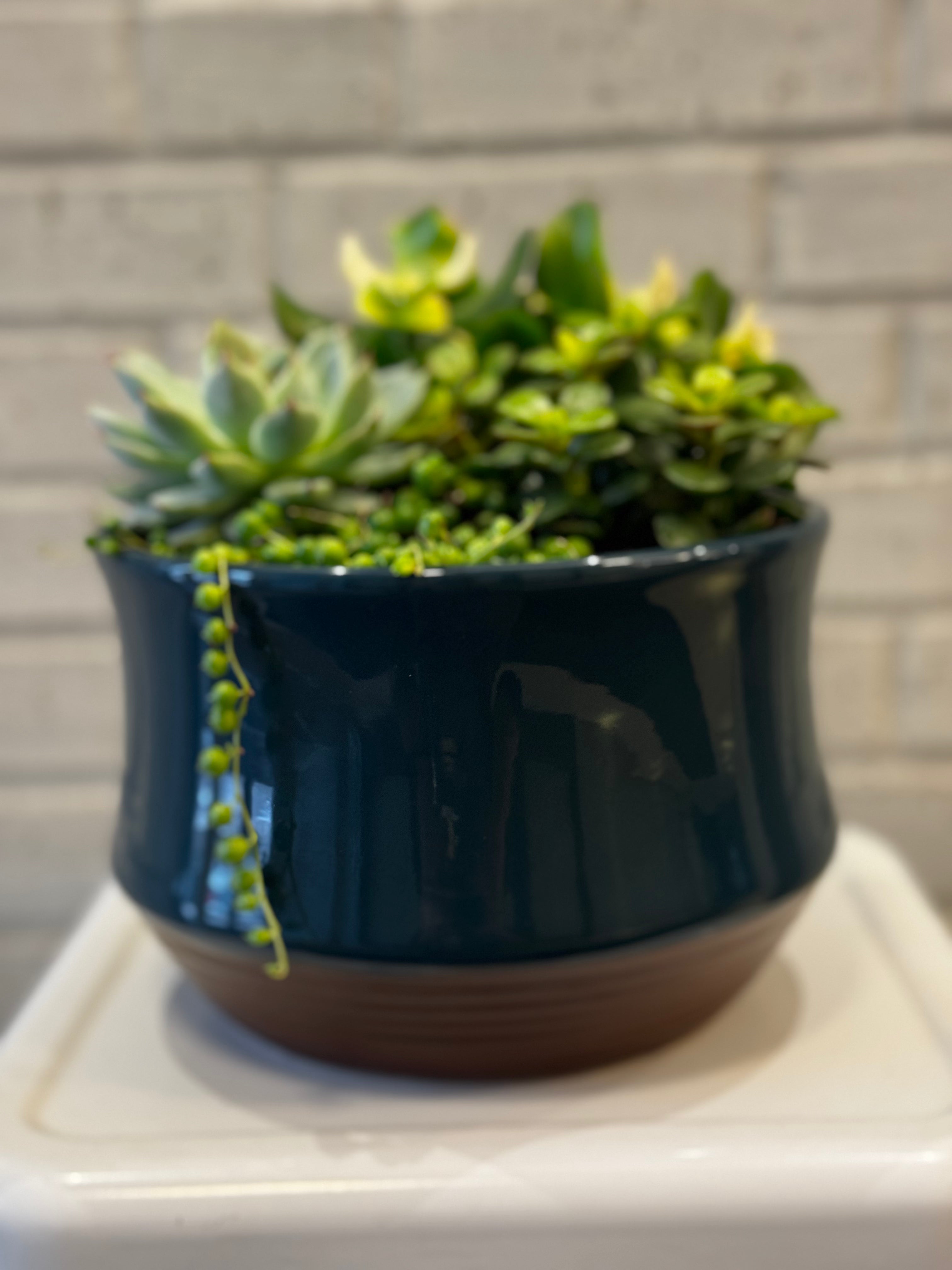 Teal Oasis Succulent Planter
