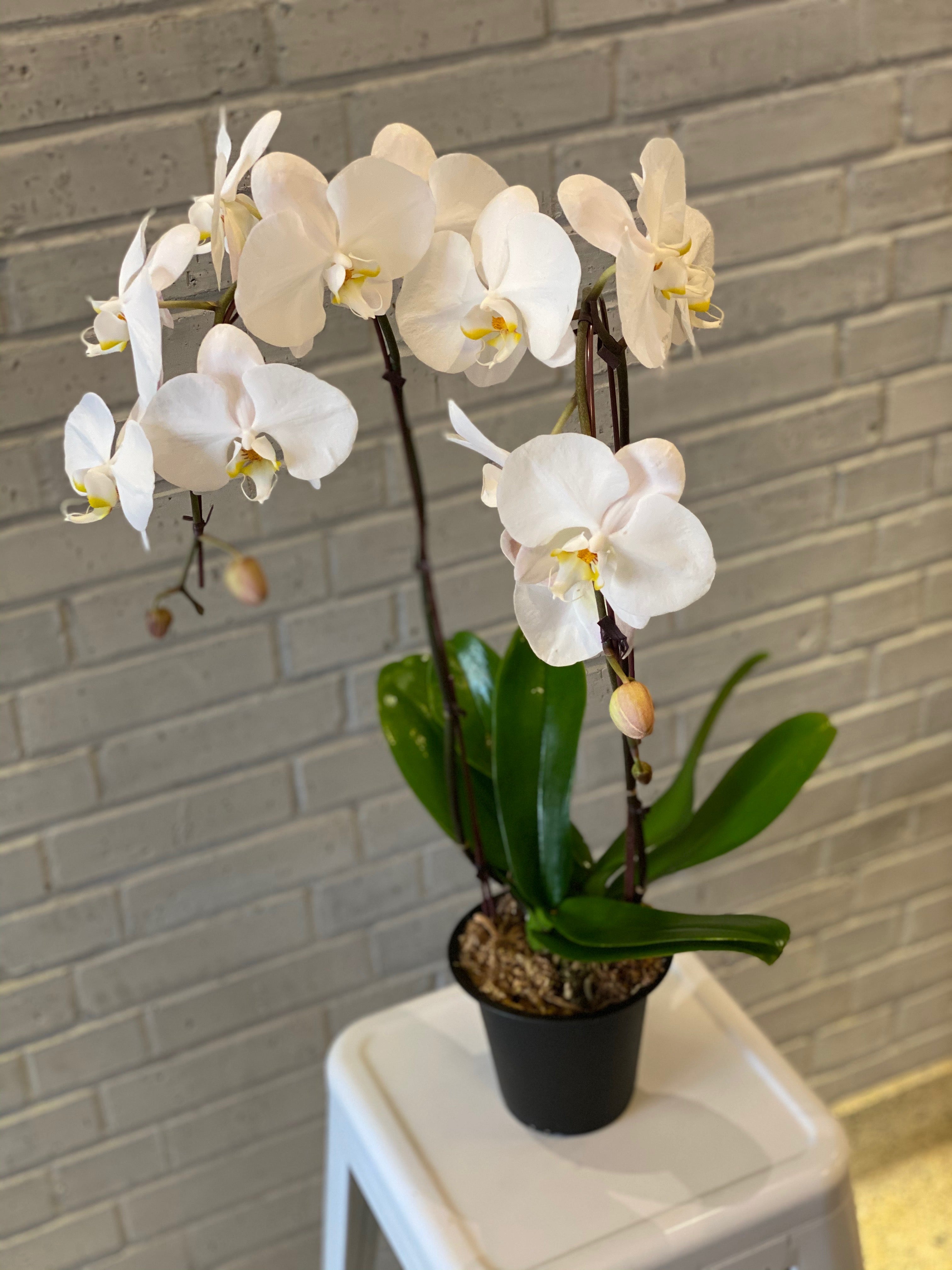 Classic Phal Orchid Plant in Growers Pot