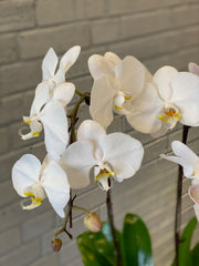 Classic Phal Orchid Plant in Growers Pot