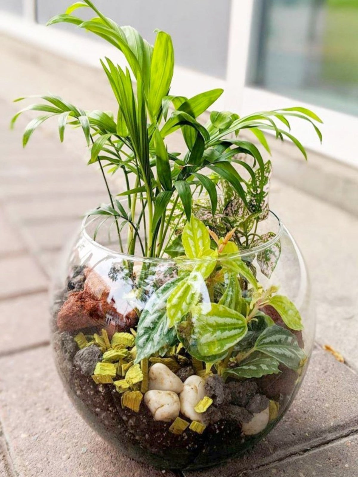 Laurel's Tropical Terrarium