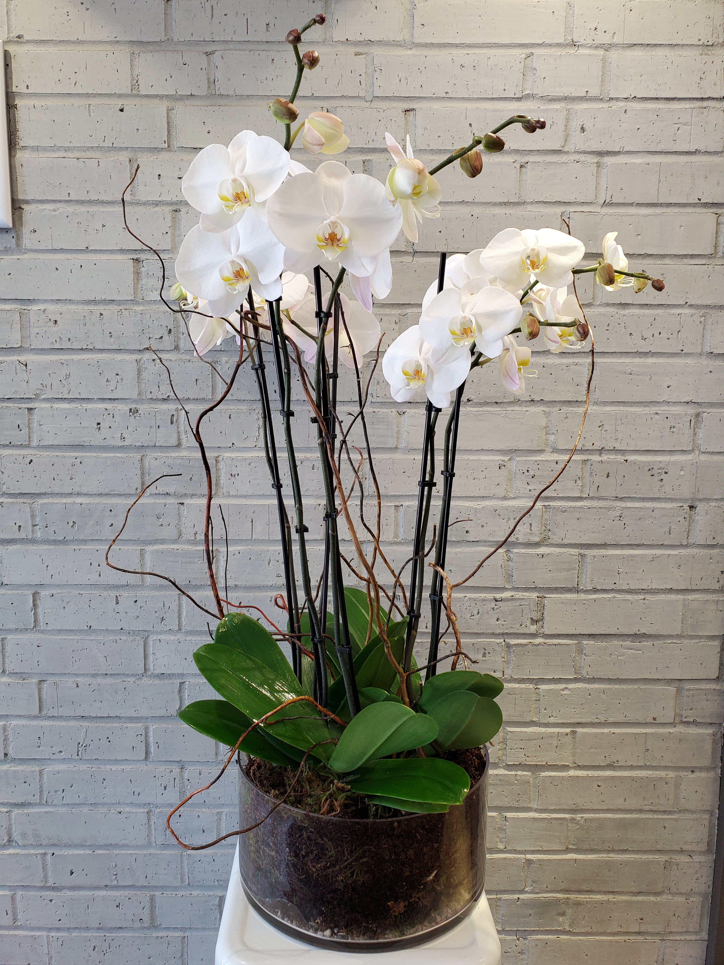 Phalaenopsis Orchid Plant in Glass Vase