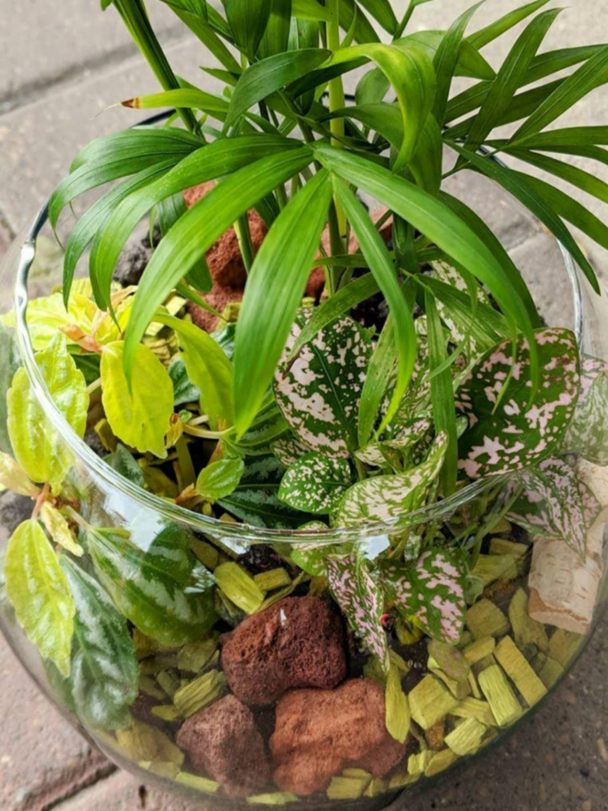 Laurel's Tropical Terrarium