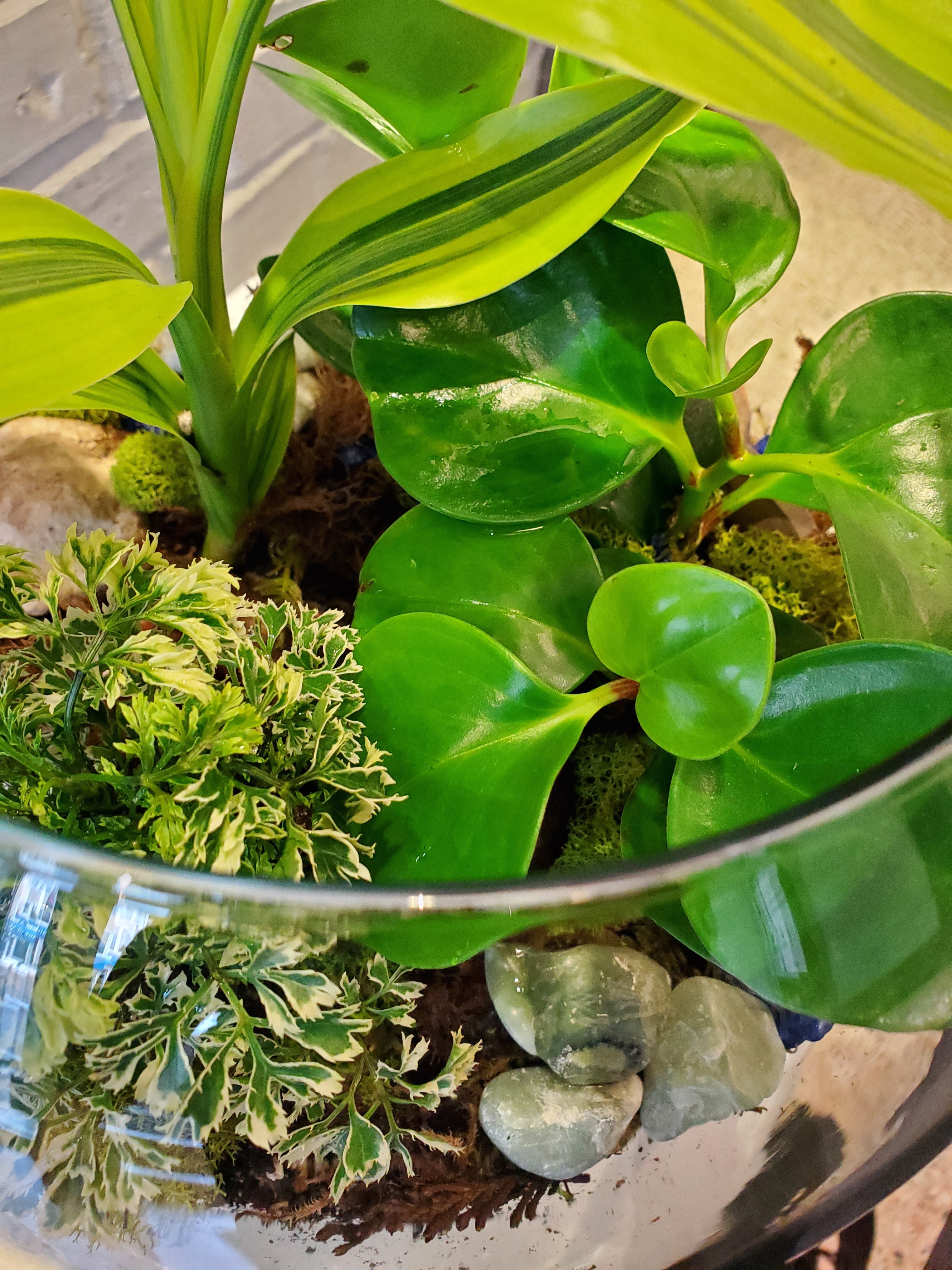 Laurel's Tropical Terrarium