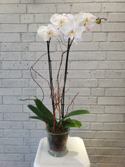 Phalaenopsis Orchid Plant in Glass Vase