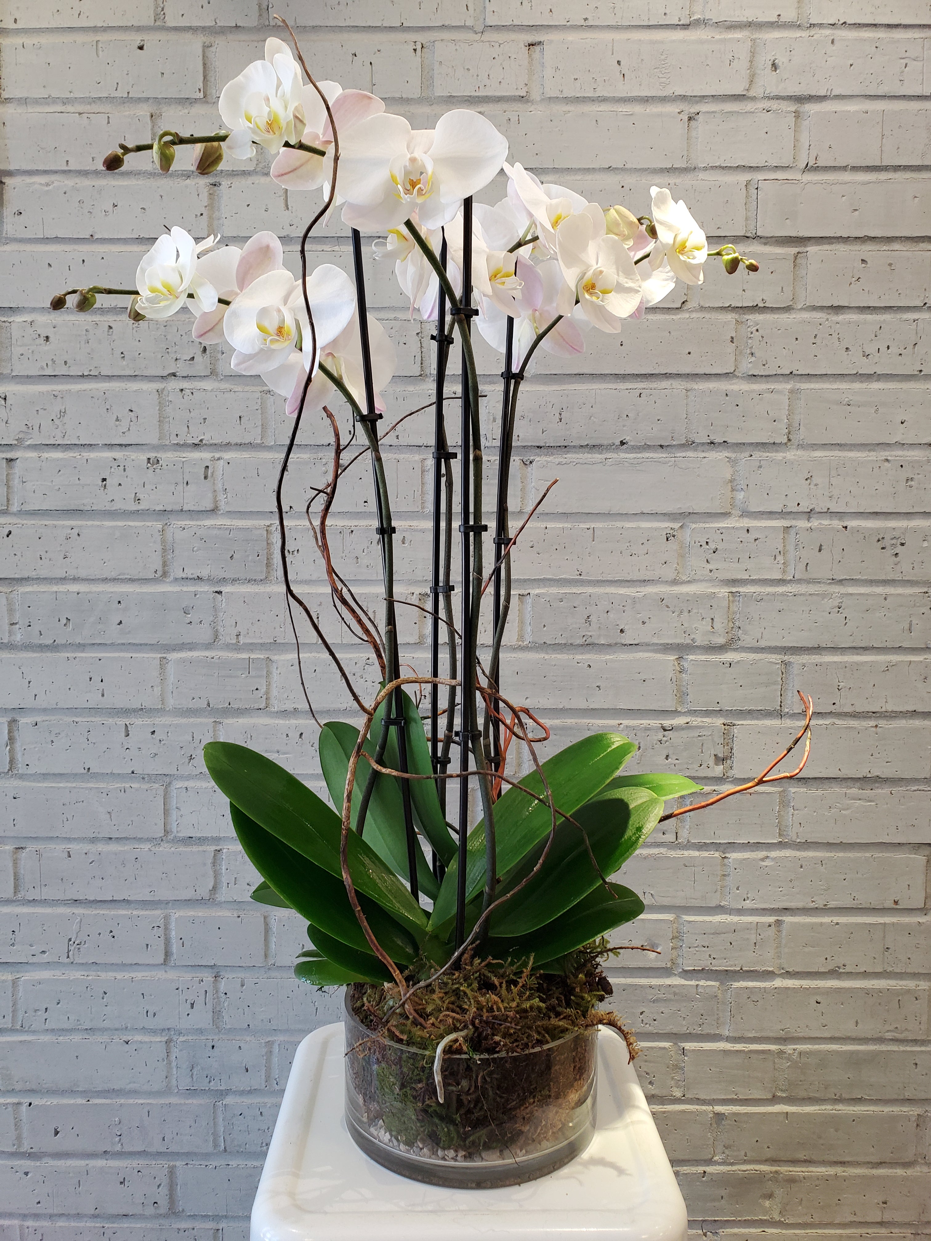 Phalaenopsis Orchid Plant in Glass Vase